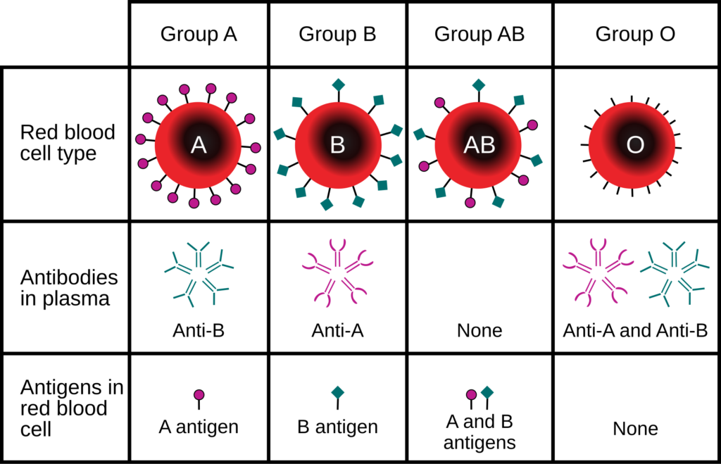 Body Fluids and Circulation 3 ABO blood type.svg