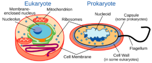 Cell: The Unit of Life 4 Prokaryotic & Eukaryotic Cell