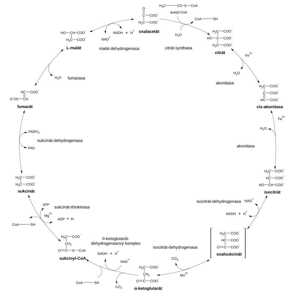 Citric acid cycle