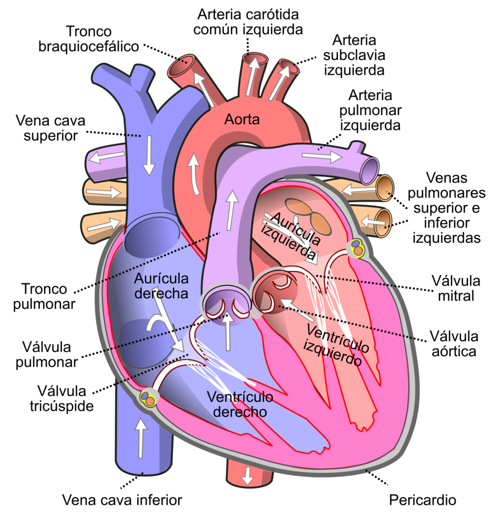 Diagram of the human heart