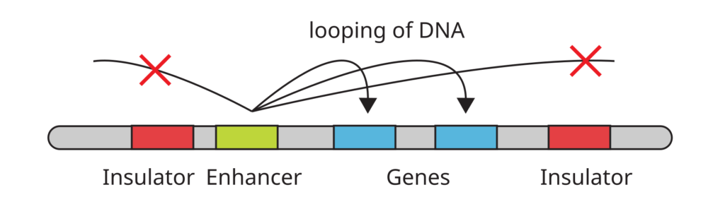 Principles of Inheritance and Variation 15 Gene enhancer.svg
