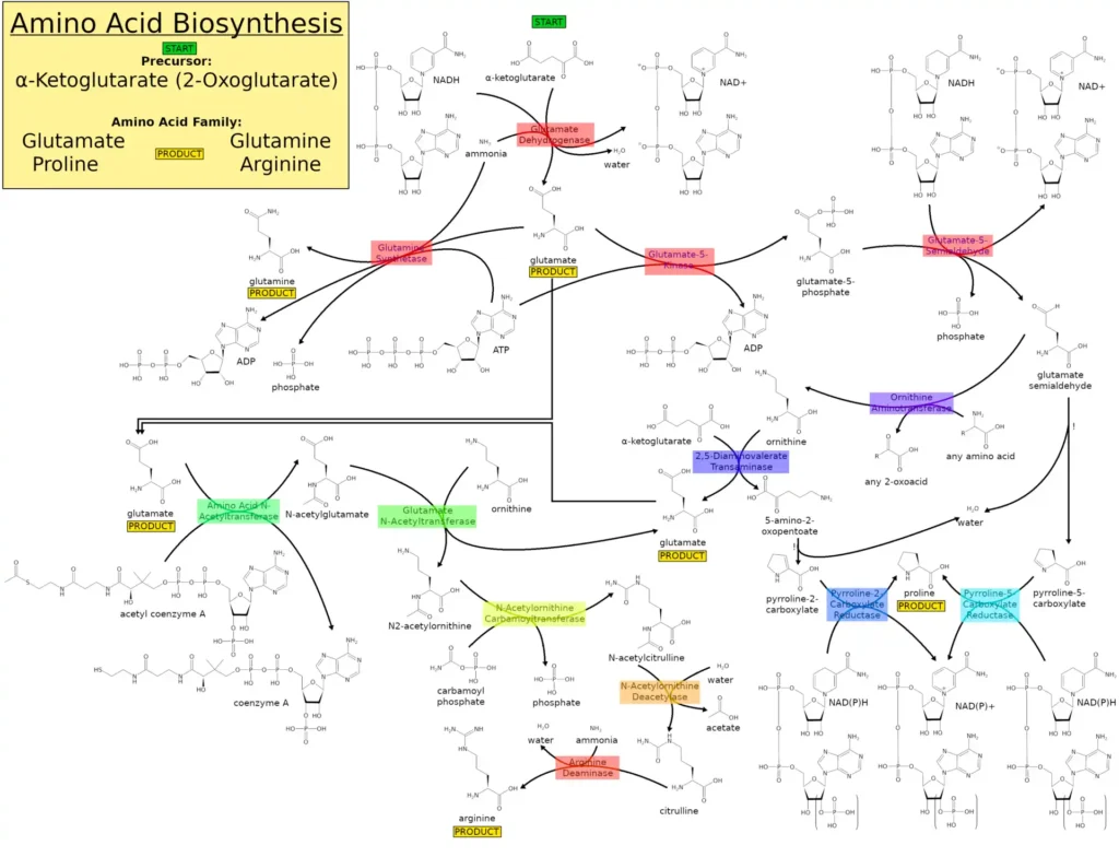 ImgResizer Amino acid synthesis01 a ketoglutarate family