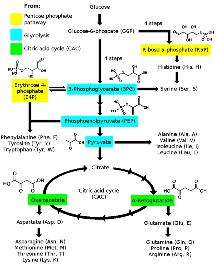 Biomolecules 4 Amino_acid_biosynthesis