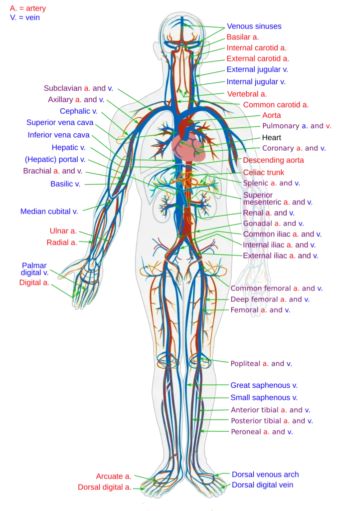 Body Fluids and Circulation 4 Body Fluids and Circulation