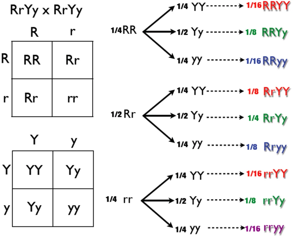ImgResizer Dihybrid Cross