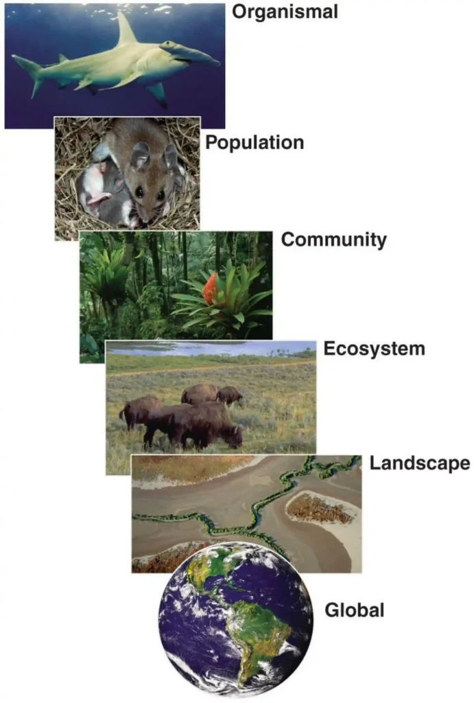 Ecosystem Structure