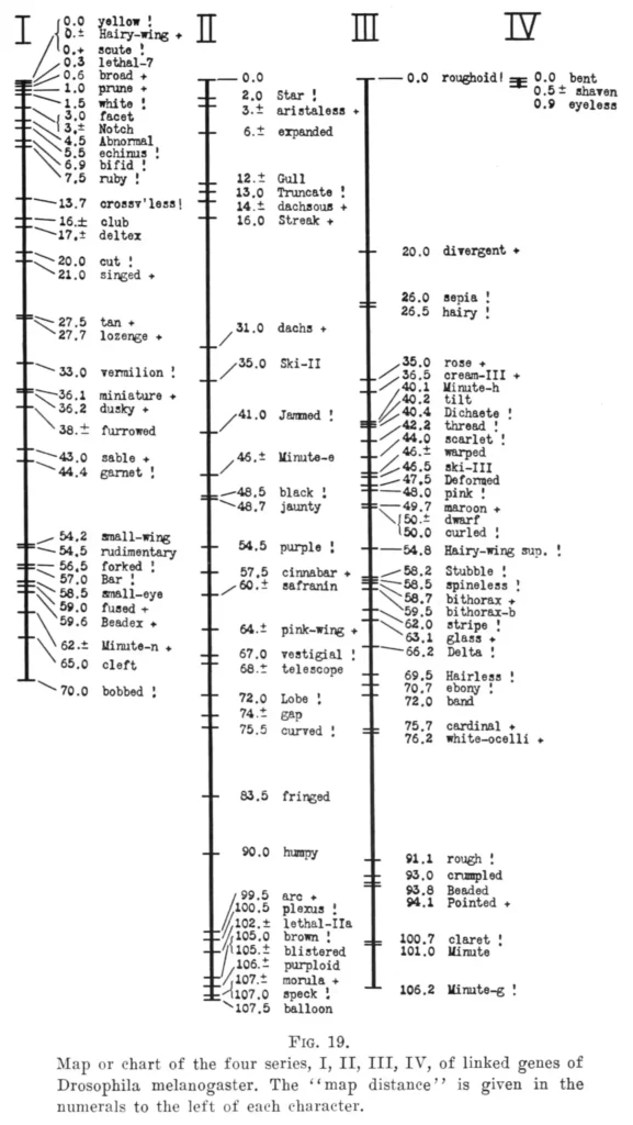 ImgResizer Gene maping