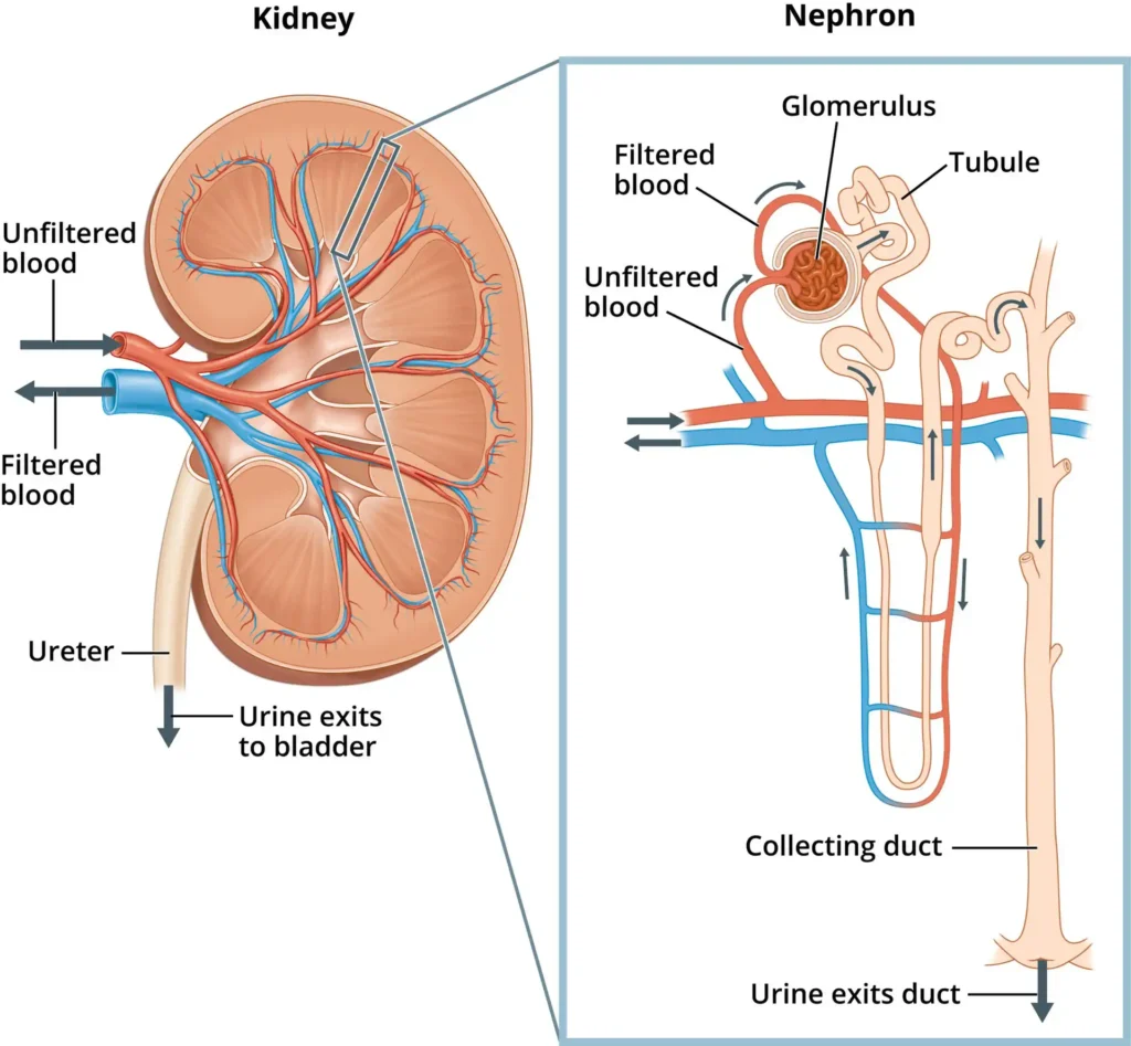 ImgResizer Kidney and Nephron