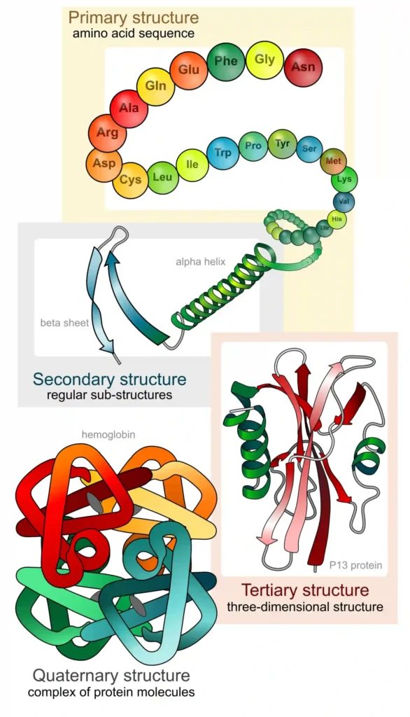 Biomolecules 6 Main protein structure levels