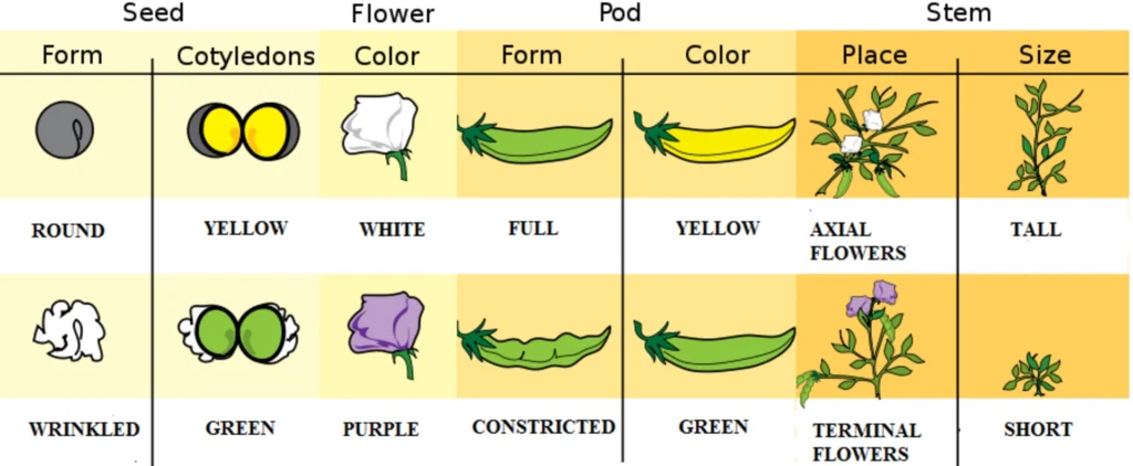 ImgResizer Mendel peA