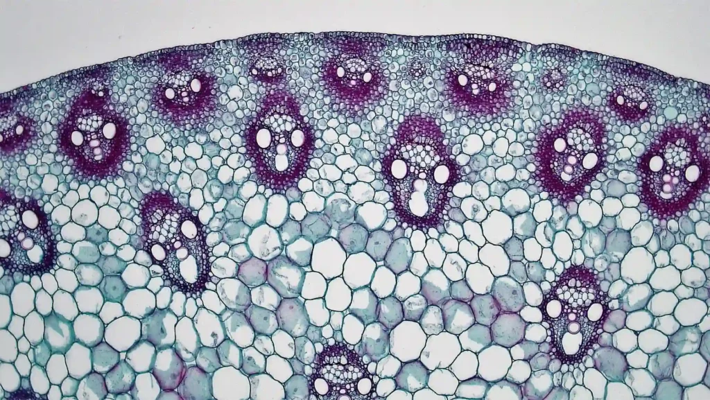 ImgResizer Monocot Stem
