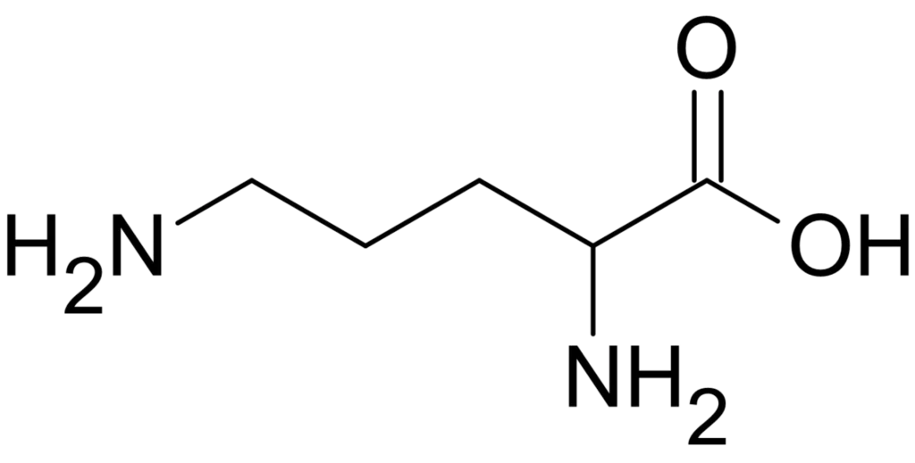 ImgResizer Ornithine