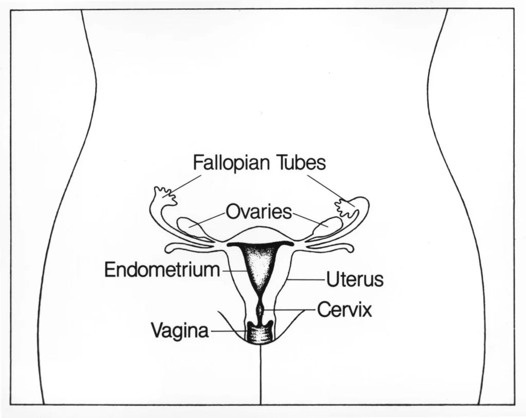 ImgResizer Ovary Anatomy