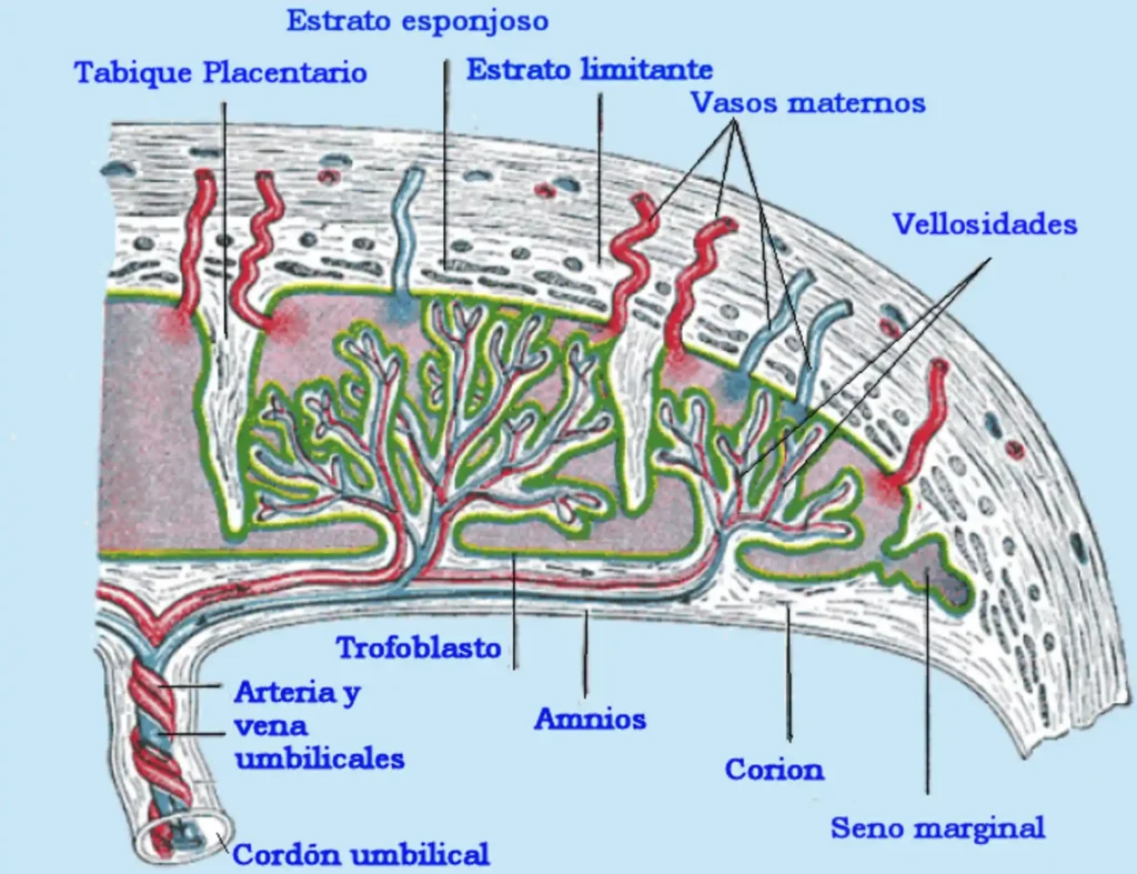 ImgResizer Placenta