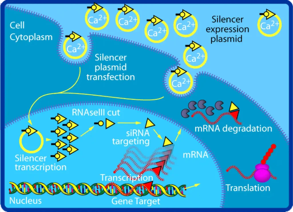 Biotechnology and Its Applications 26 ImgResizer RNA