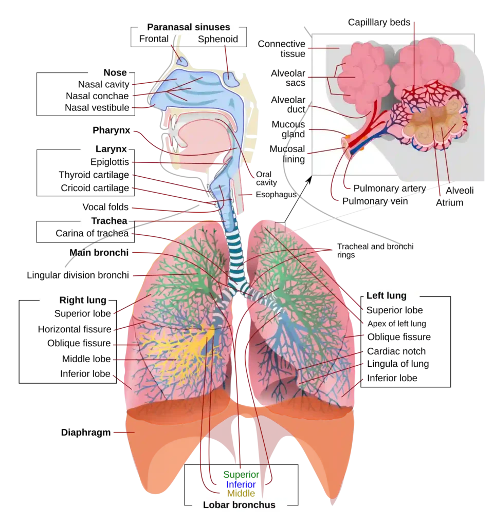 ImgResizer Respiratory system