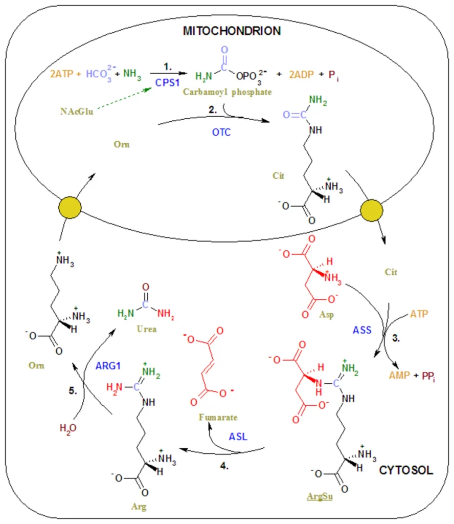 ImgResizer Urea cycle