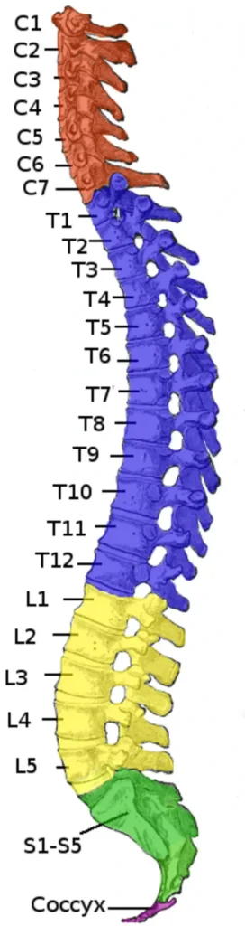 ImgResizer Vertebral Column
