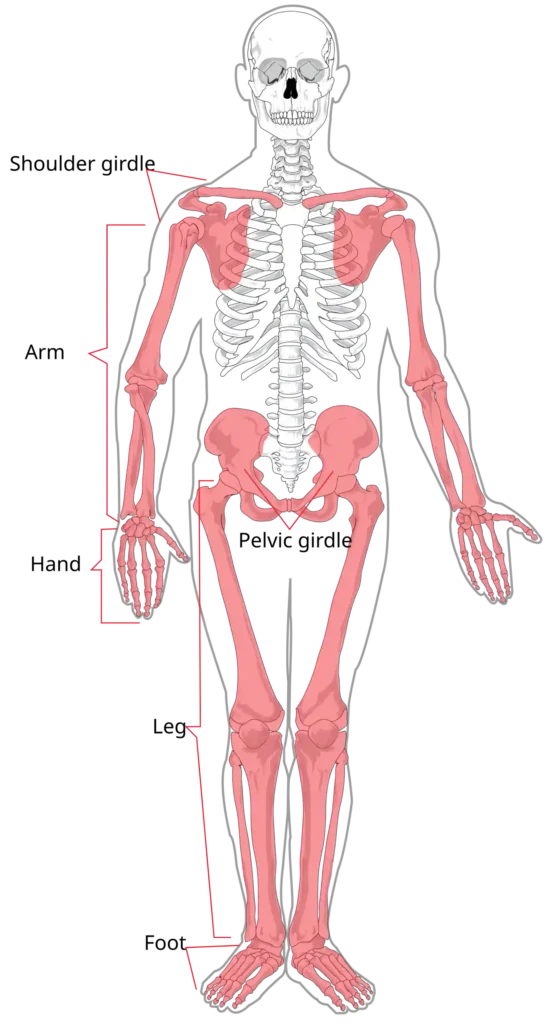 Locomotion and Movement 8 ImgResizer appendicular skeleton