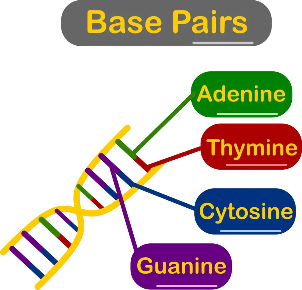 Molecular Basis of Inheritance 3 ImgResizer base pair