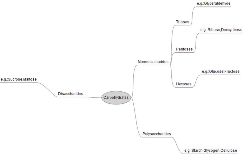 Biomolecules 3 ImgResizer carbohydrates