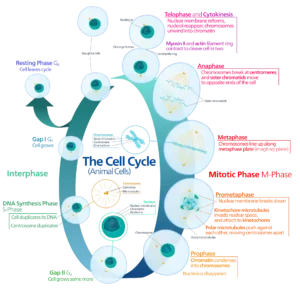 Cell Cycle and Cell Division 3 ImgResizer cell cycle 1