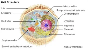 Cell: The Unit of Life 3 Cell Structure