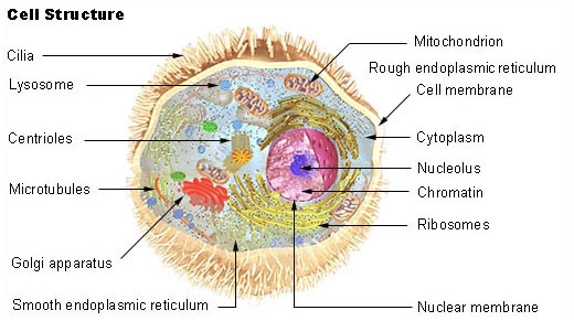 Cell Structure