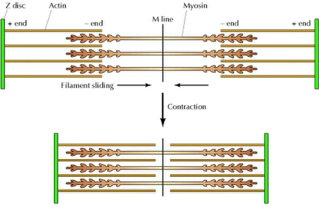 Locomotion and Movement 5 ImgResizer contraction