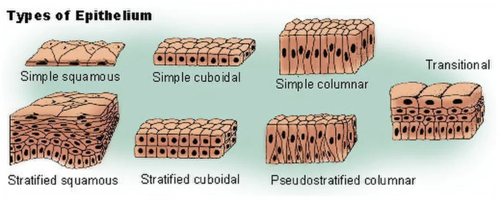 Animal Tissue