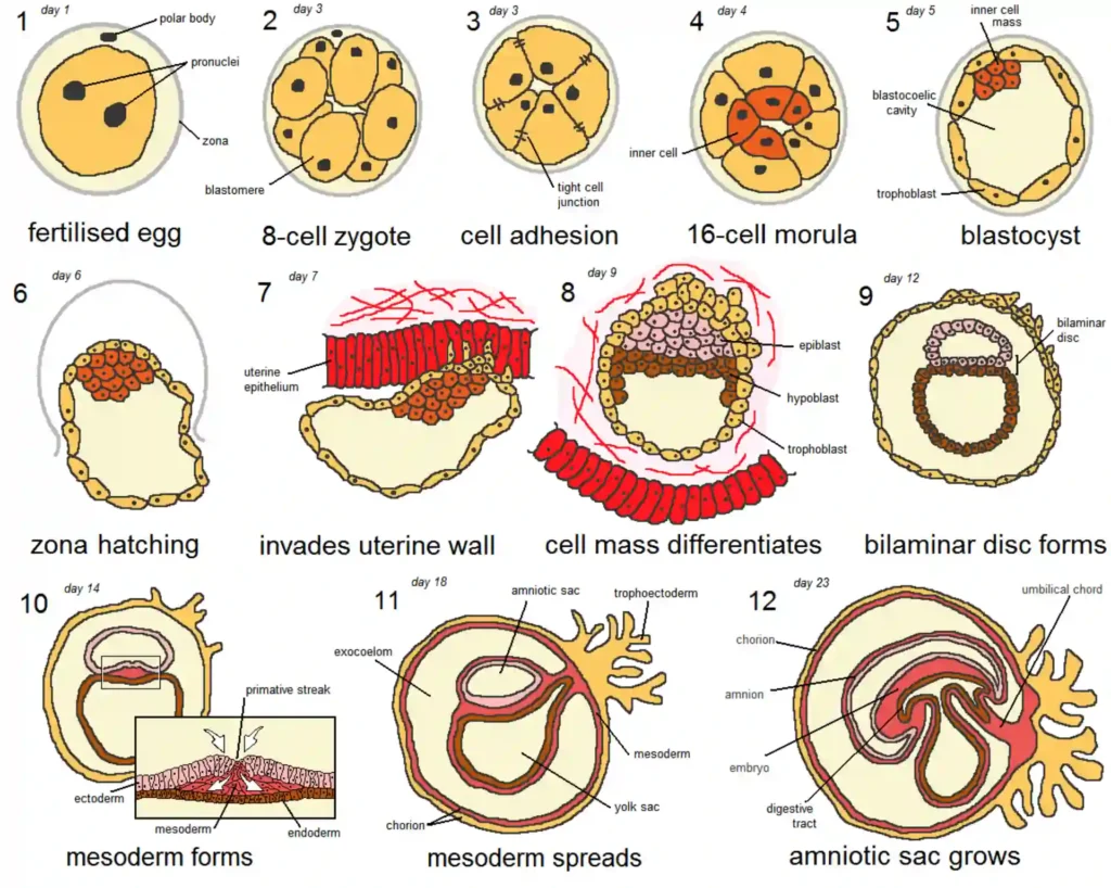 ImgResizer fertilizing egg