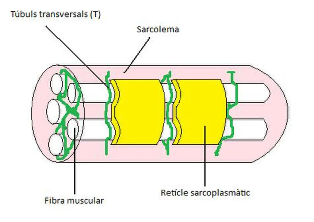 Locomotion and Movement 4 ImgResizer fiber muscle