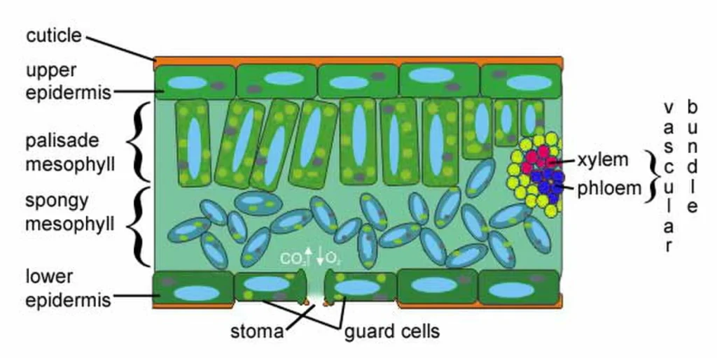 ImgResizer leaf structure