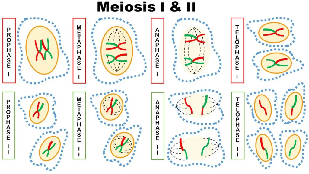 ImgResizer meiosis 1 2