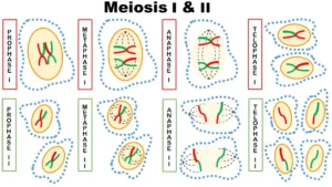 Cell Cycle and Cell Division 6 ImgResizer meiosis 1 2