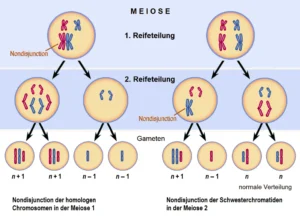Cell Cycle and Cell Division 5 ImgResizer meiosis