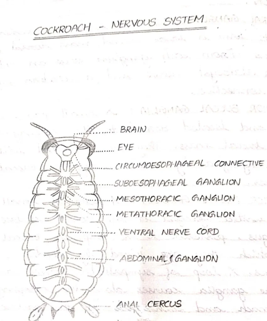 ImgResizer nerves system