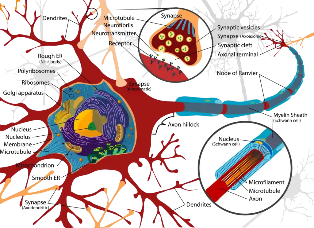 Neural Control and Coordination 3 ImgResizer neuron cell diagram