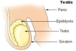 ImgResizer panis Anatomy