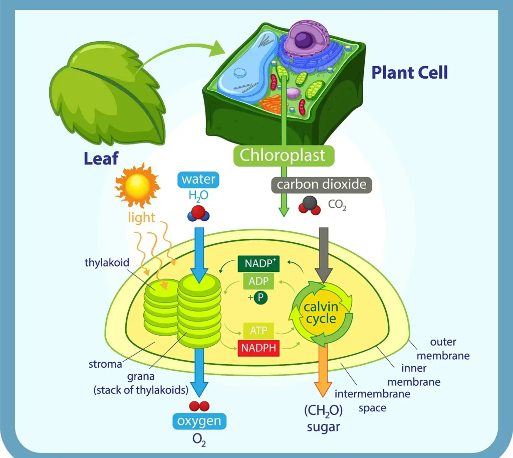 Photosynthesis in Higher Plants 1 Process of Photosynthesis
