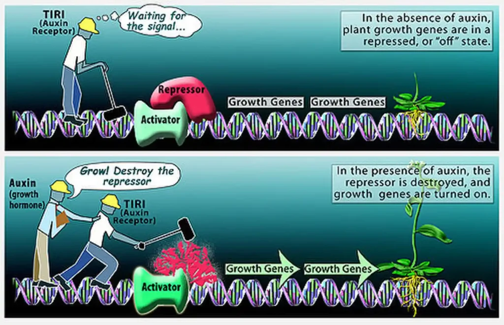 ImgResizer plant growth