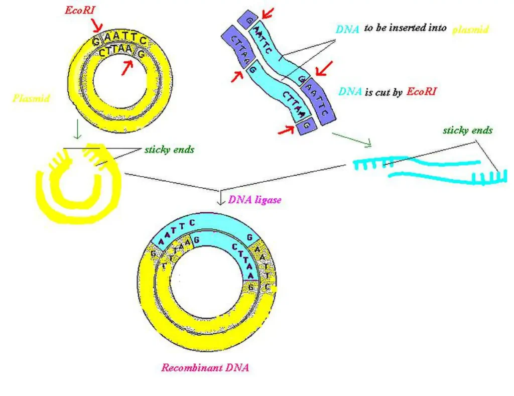 Biotechnology: Principles and Processes 3 ImgResizer rDNA