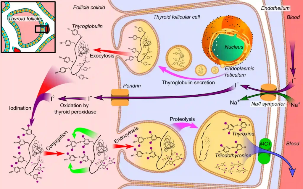 Chemical Coordination and Integration 2 ImgResizer thyroid