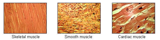 Locomotion and Movement 3 ImgResizer type of muscle