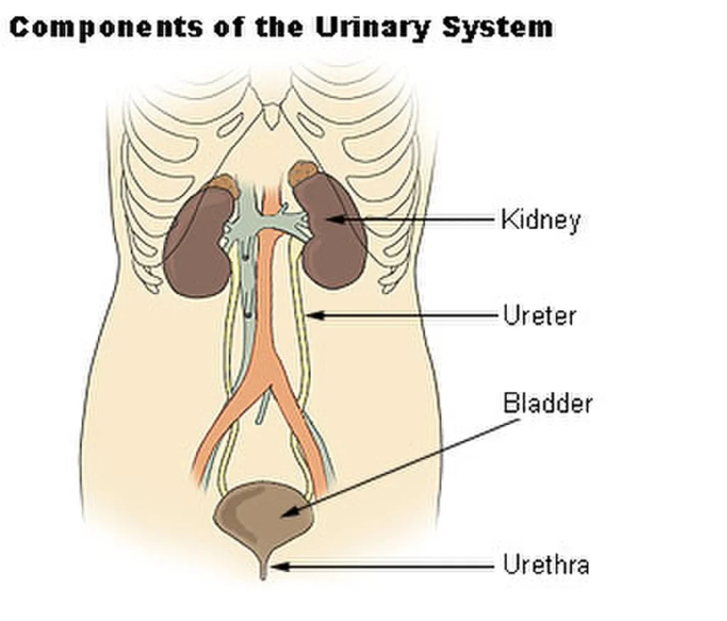 Human Excretion