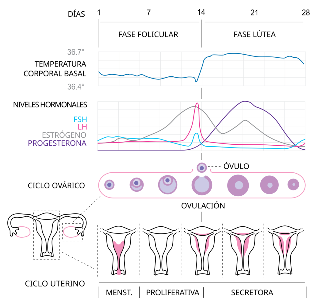 MenstrualCycle2
