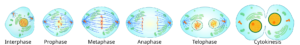Mitosis cellswebp