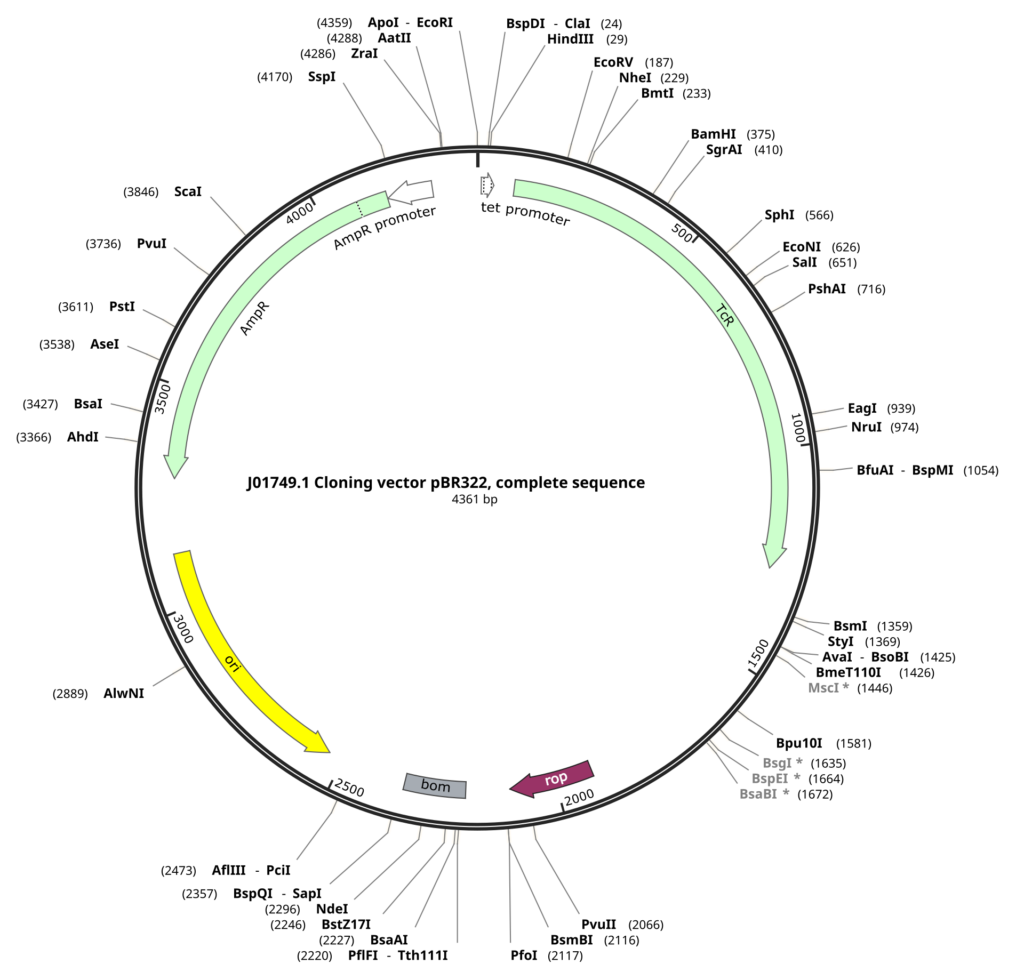 Biotechnology: Principles and Processes 23 PBR322 Map.svg