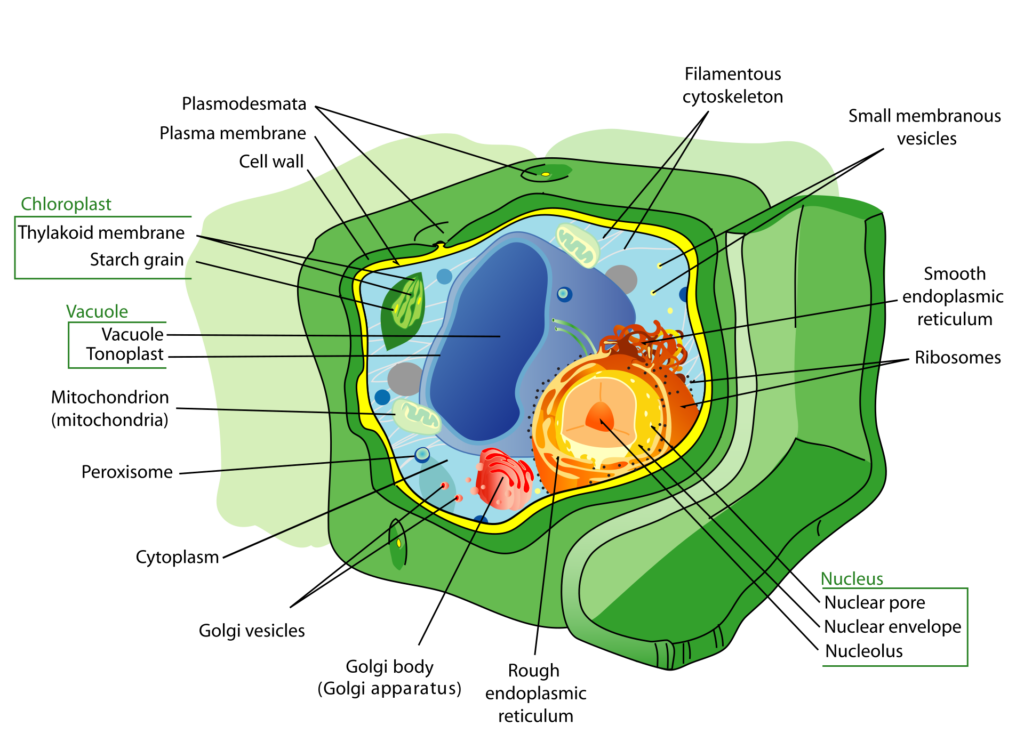 Cell biology