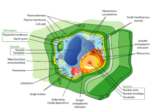 Cell: The Unit of Life 5 Cell biology